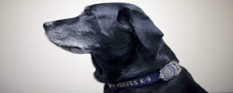 Pies policyjny wykrywający elektronikę
