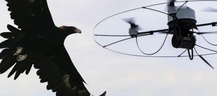 Holenderska policja chce walczyć z dronami za pomocą… orłów.
