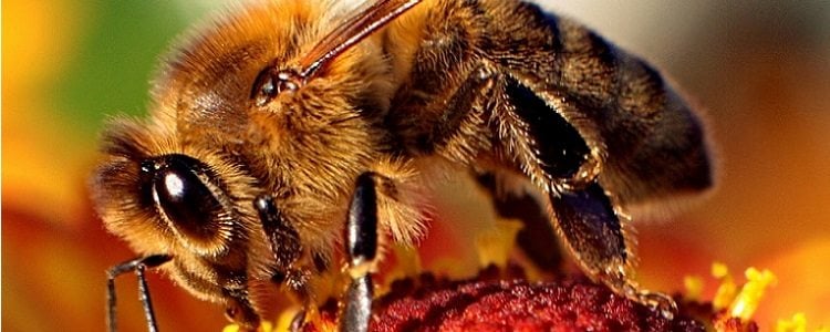 Politechnika Warszawska stworzyła sztuczną pszczołę