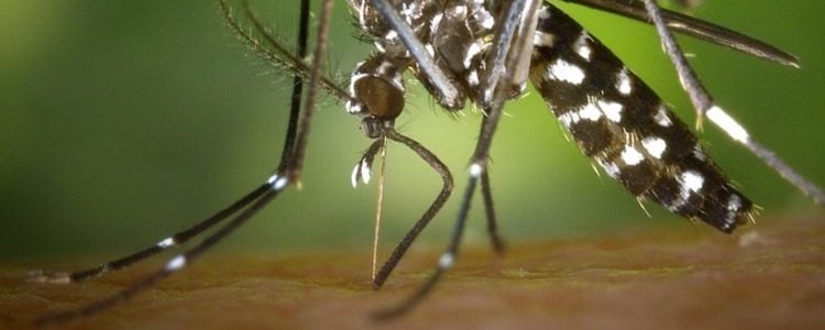 zdjęcie wgryzającego się w skórę komara