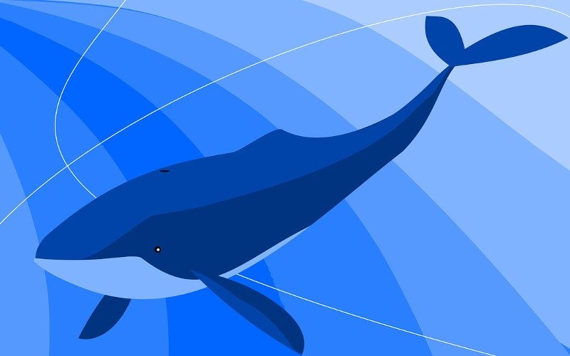 Niebieski wieloryb – twór medialny, który zabija