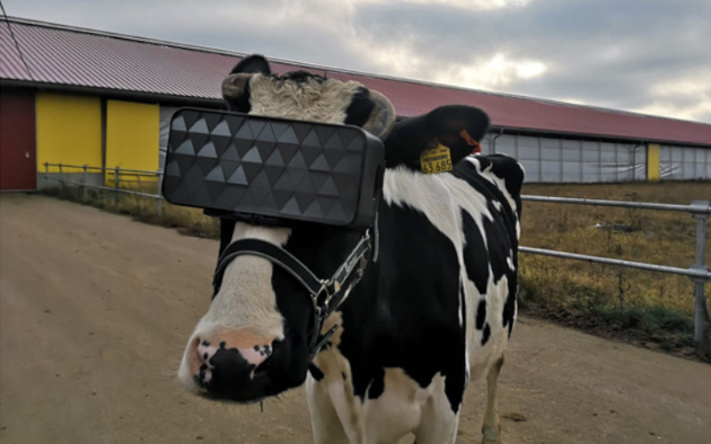 Rosyjskie krowy używają gogli wirtualnej rzeczywistości